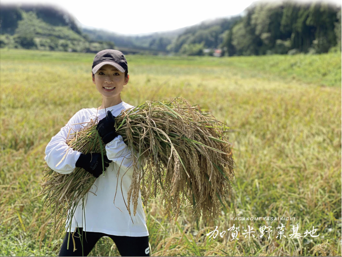 加賀米野菜基地の田んぼ